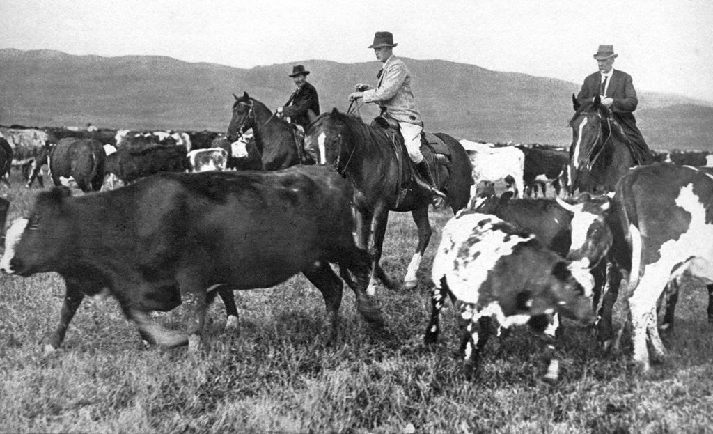 Detail of The Prince of Wales rounding up cattle in Alberta, Canada by Anonymous