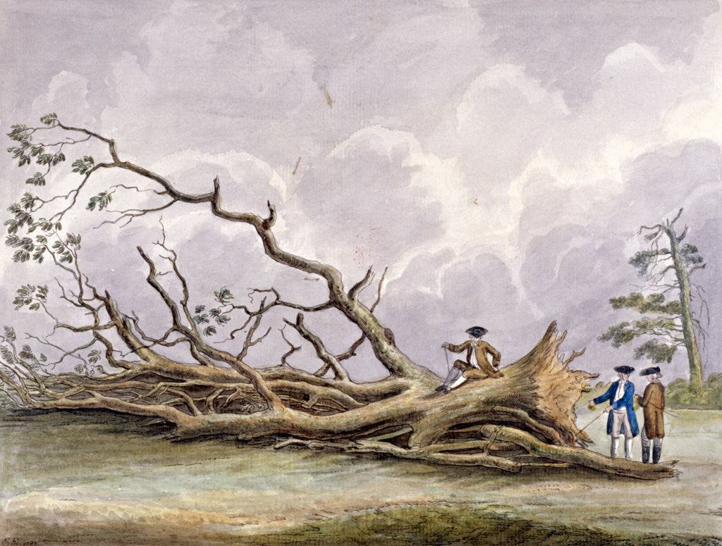 Detail of Trees damaged by a storm of 15th October, Roehampton, London by Edwin Edwards