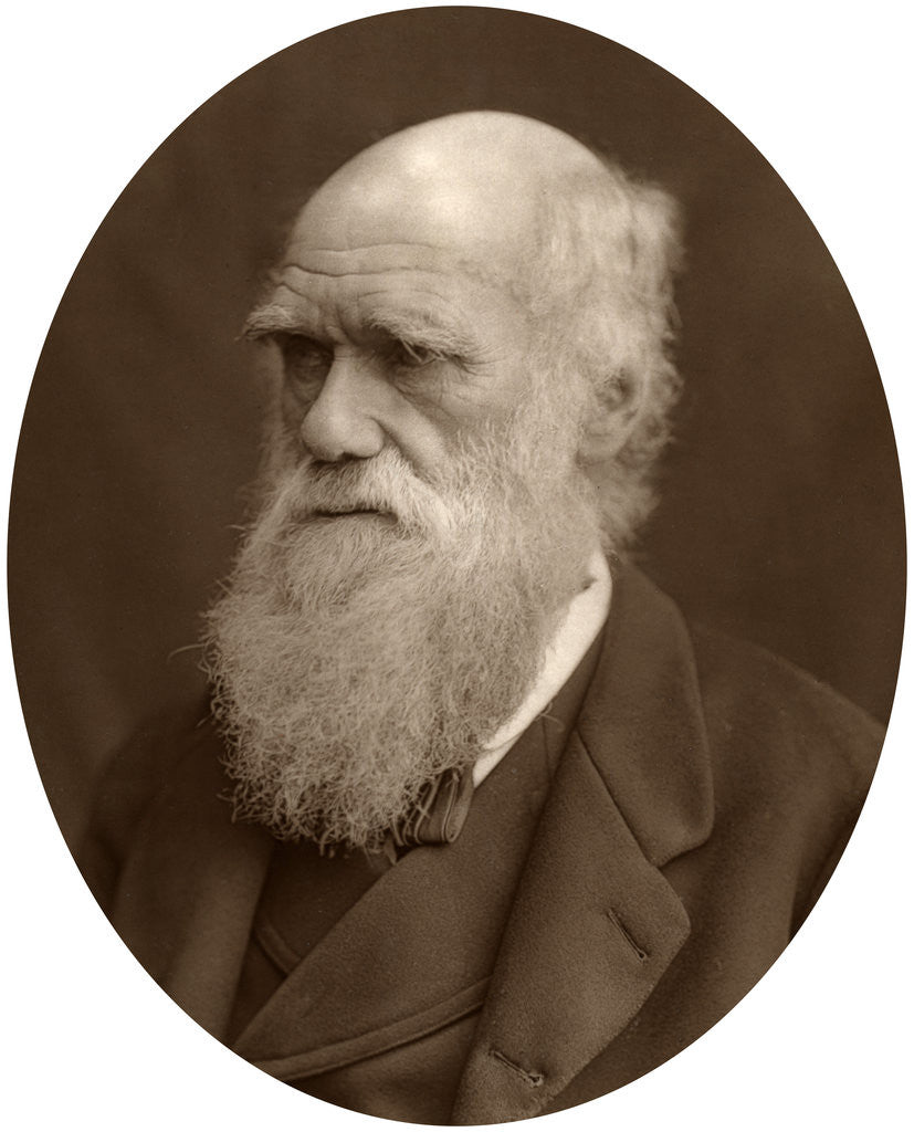Detail of Charles Darwin by Lock & Whitfield