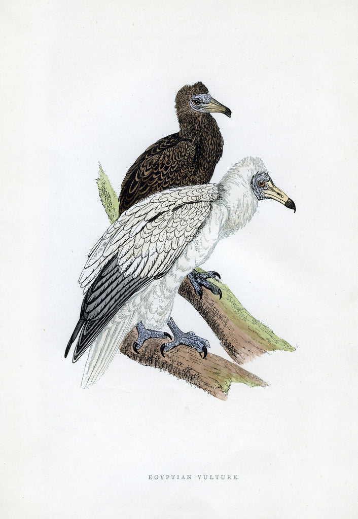 Detail of Egyptian Vulture by Anonymous