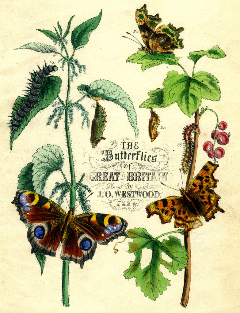 Detail of The Butterflies of Great Britain by Anonymous