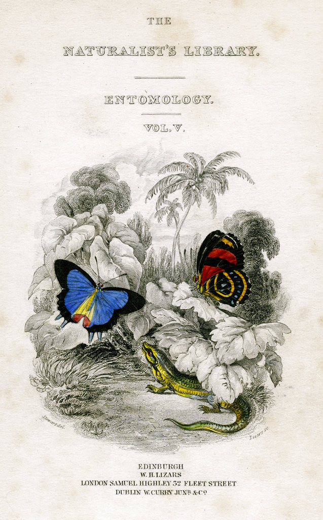 Detail of 'The Naturalist's Library, Entomology, Vol V', Butterflies by William Home Lizars