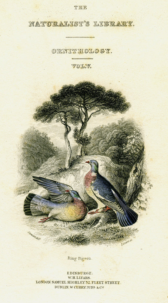 Detail of The Naturalist's Library, Ornithology Vol V, Ring Pigeon by William Home Lizars