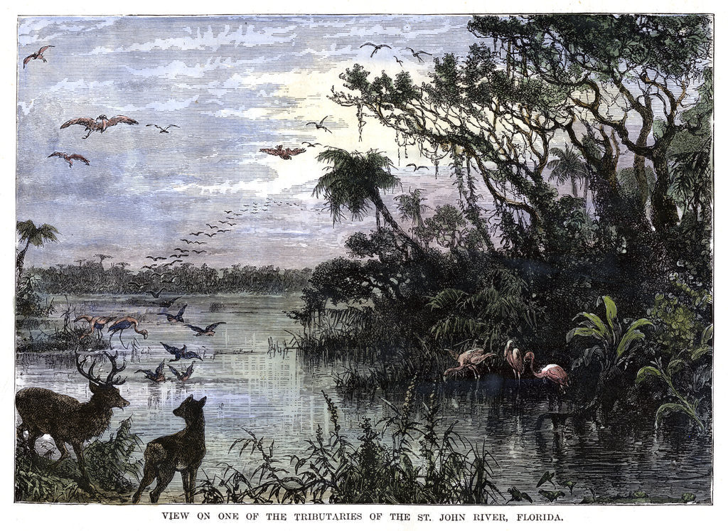 Detail of View on one of the Tributaries of the St John River, Florida by Anonymous