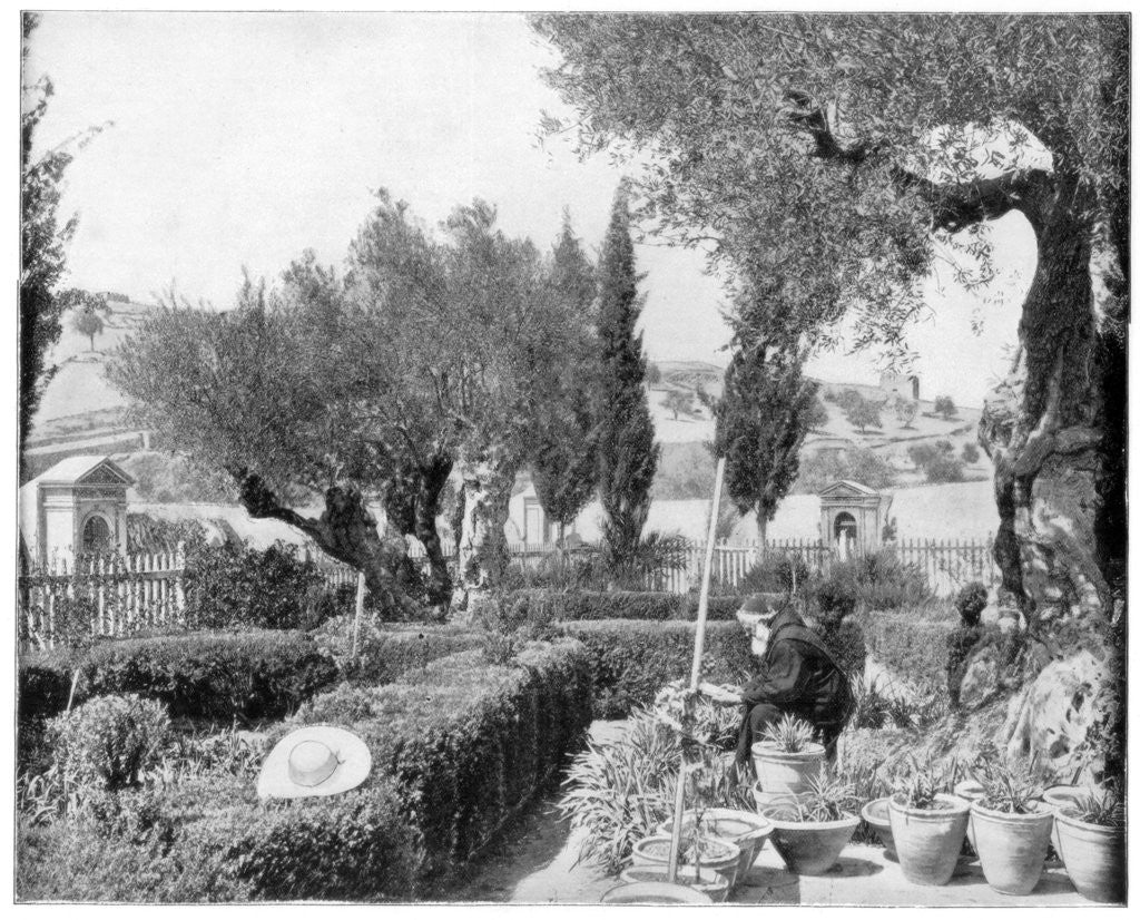 Detail of The Garden of Gethsemane, Palestine by John L Stoddard