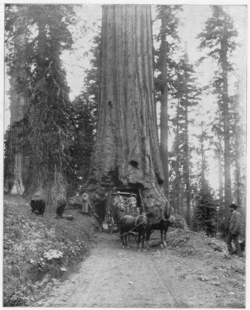 Detail of Road going through a Giant Sequoia, Mariposa Grove, Wawona, California by John L Stoddard