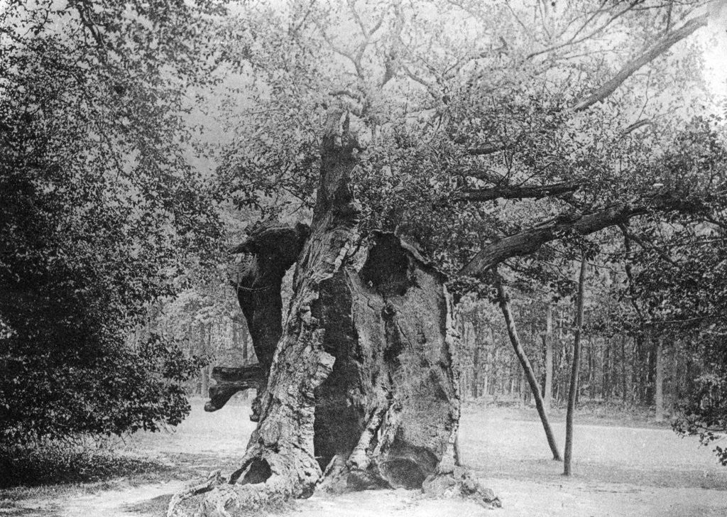 Detail of The 'Shambles' Oak, Sherwood Forest by Anonymous