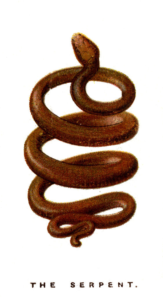 Detail of The Serpent by Anonymous
