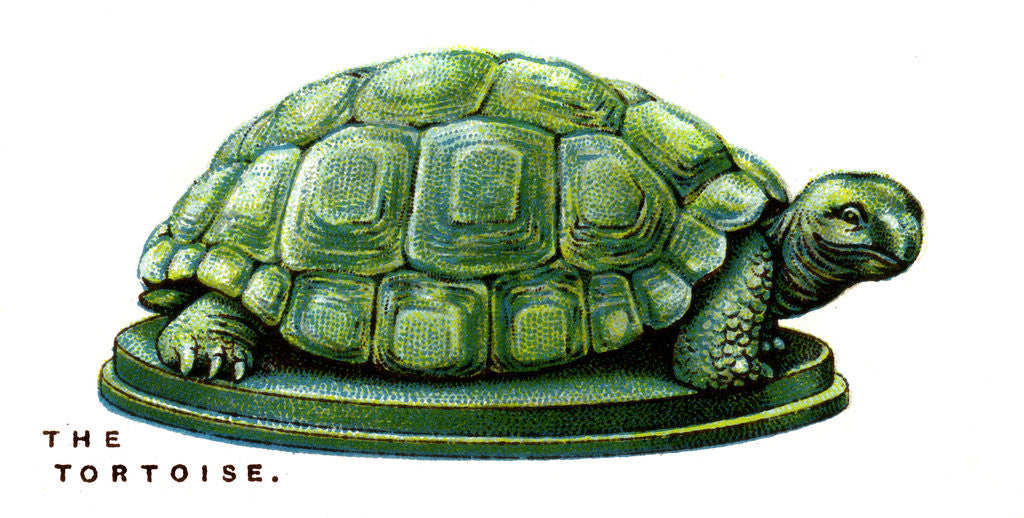 Detail of The Tortoise by Anonymous