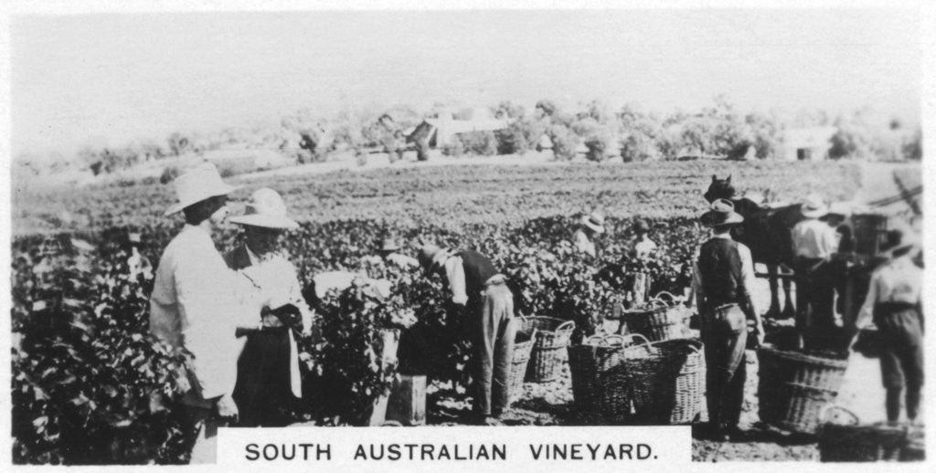Detail of South Australian vineyard by Anonymous