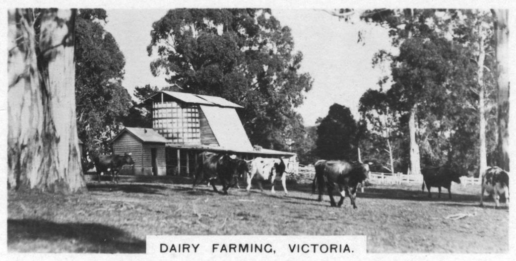 Detail of Dairy farming, Victoria, Australia by Anonymous