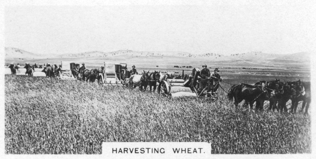 Detail of Harvesting wheat, Australia by Anonymous