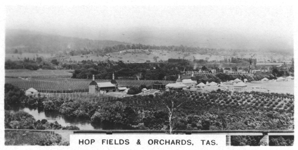Detail of Hop fields and orchards, Tasmania, Australia by Anonymous