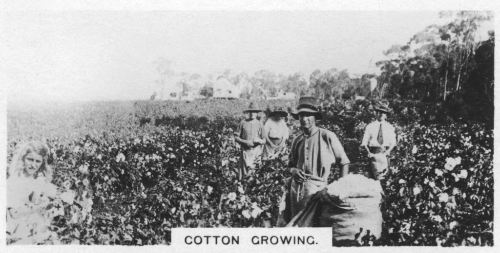 Detail of Cotton picking, Australia by Anonymous