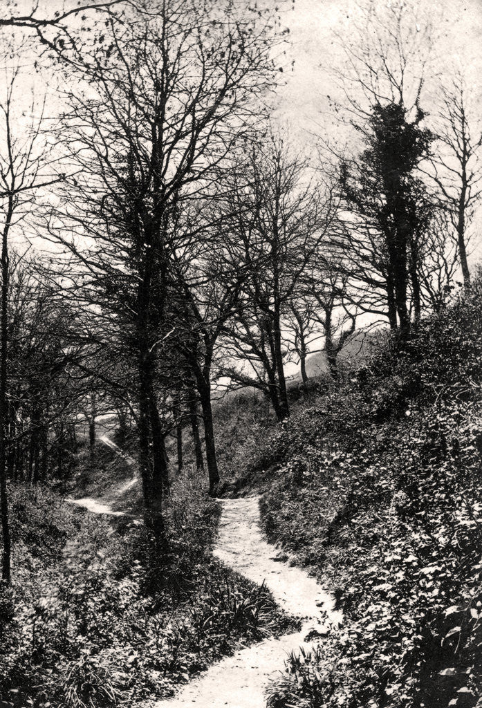 Detail of Lovers Lane, Fairlight, Hastings, Sussex by Anonymous