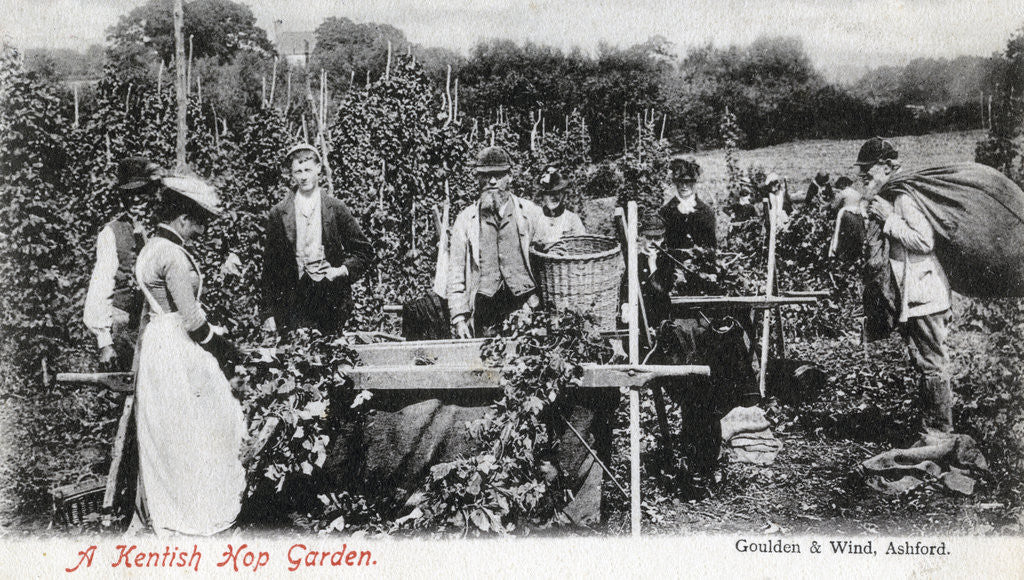 Detail of A Kentish hop garden by Goulden and Wind