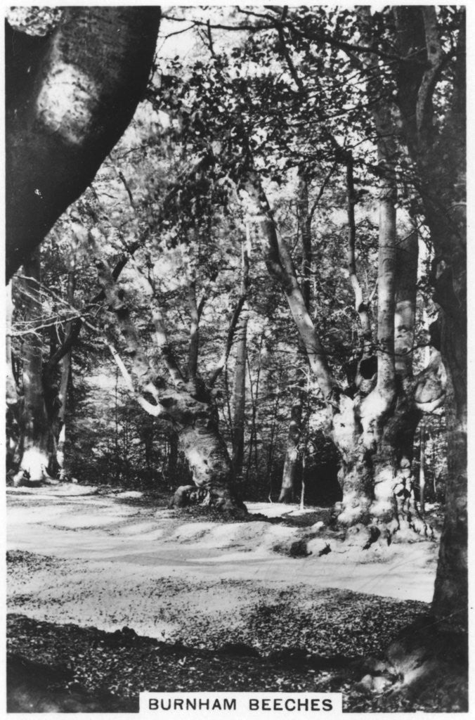 Detail of Burnham Beeches, Buckinghamshire by Anonymous