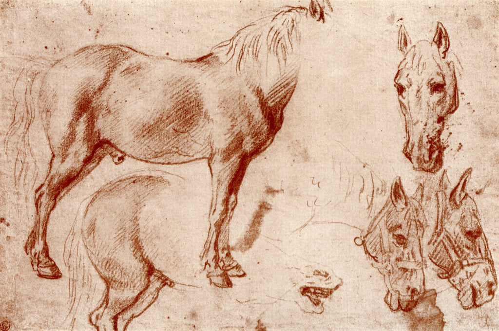 Detail of Studies of Horses by Peter Paul Rubens
