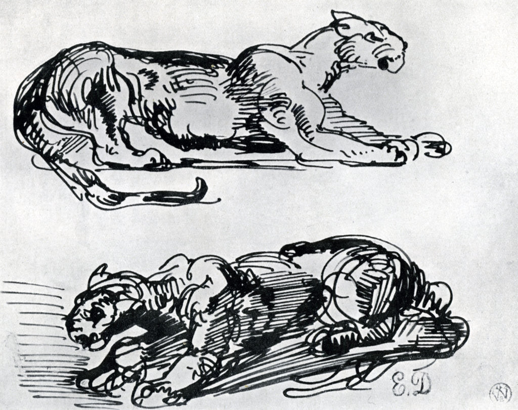 Detail of Studies of Panthers by Eugène Delacroix