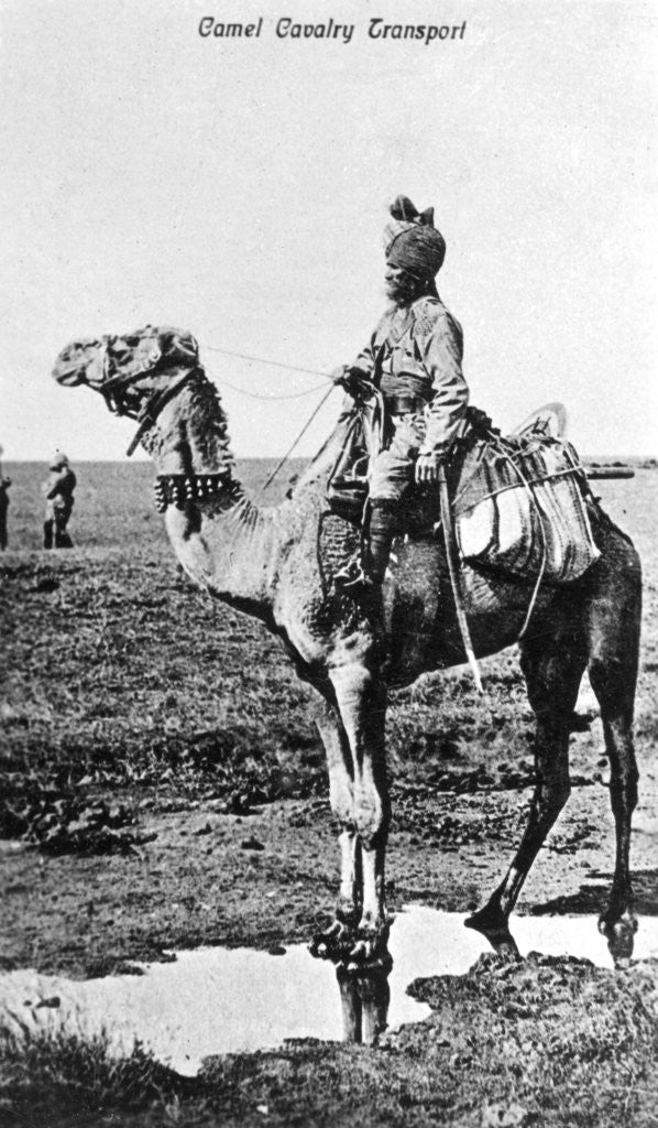Detail of Camel cavalry transport, India by Anonymous