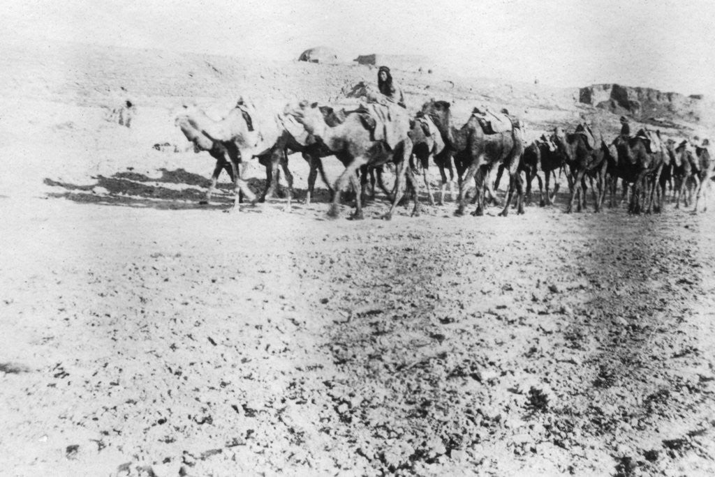 Detail of Camel train, Mosul, Mesopotamia by Anonymous