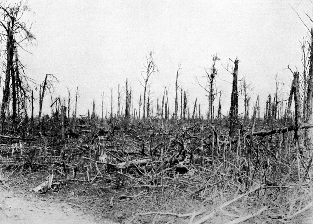Detail of A wood in the Somme area, France by Anonymous
