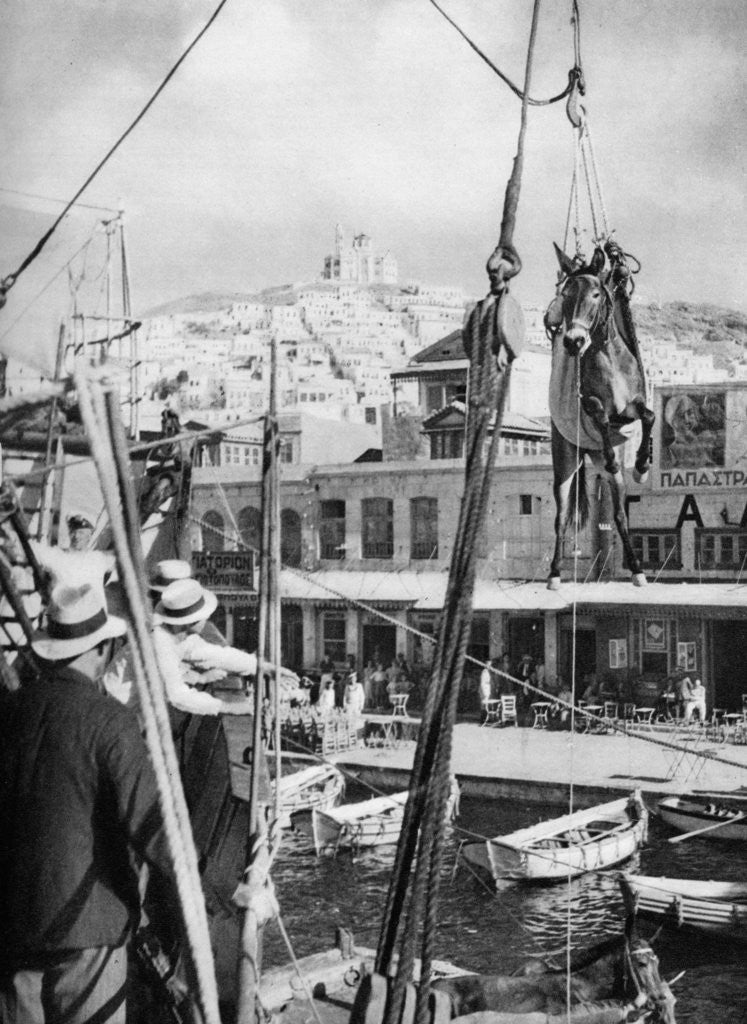 Detail of The shipping of mules, Syros Island, Greece by Martin Hurlimann