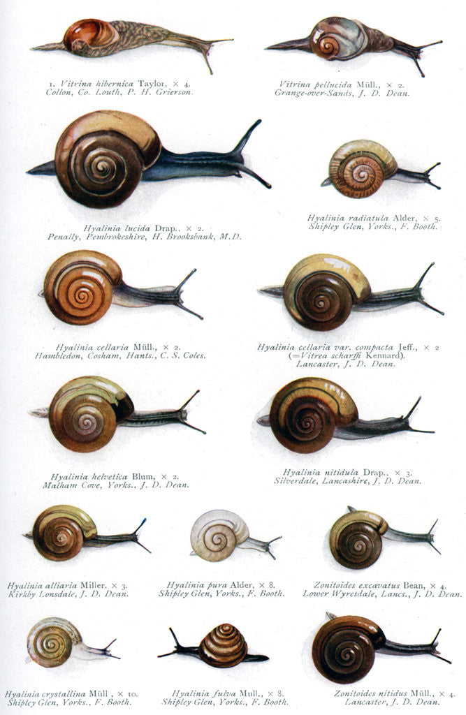 Detail of The British zonitidae by J Davy Dean