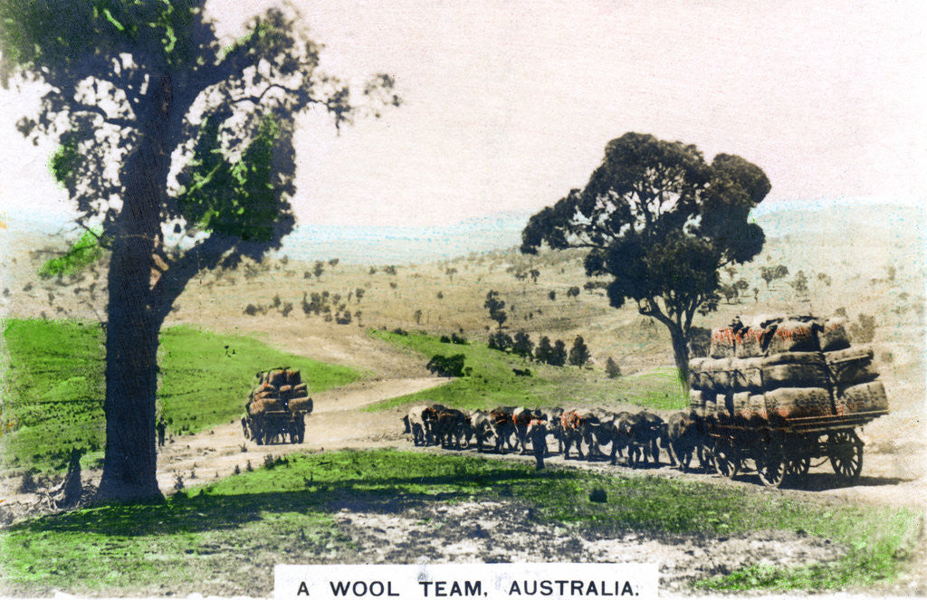 Detail of A wool team, Australia by Cavenders Ltd