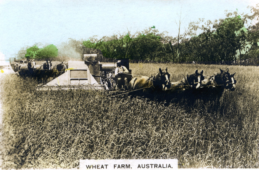 Detail of Grenfell wheat farm, Australia by Cavenders Ltd