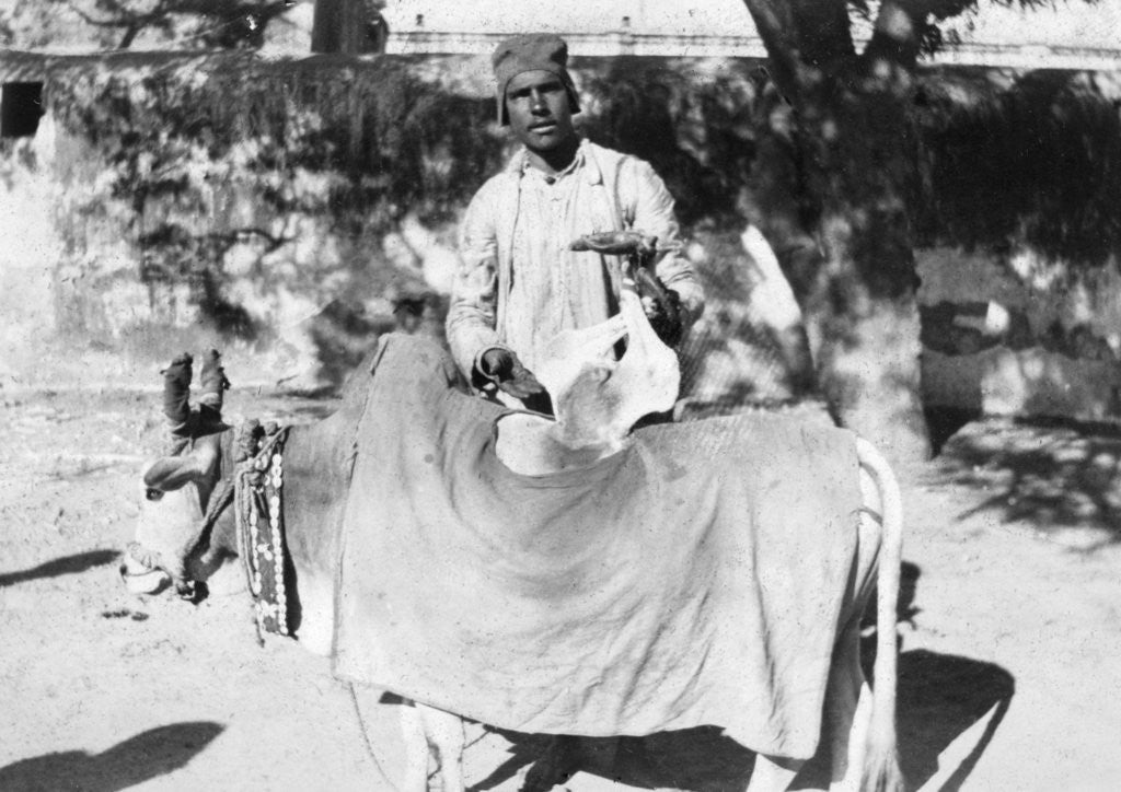 Detail of Man with a deformed cow, India by Anonymous