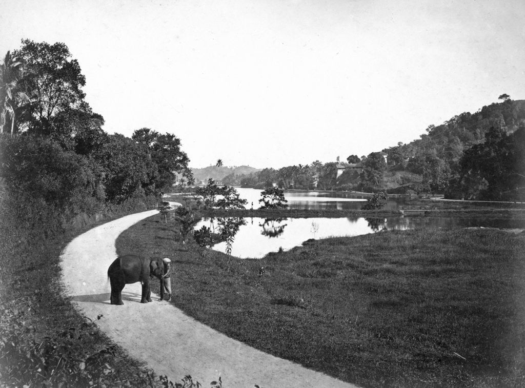Detail of Kandy Lake, Kandy, Sri Lanka by Anonymous
