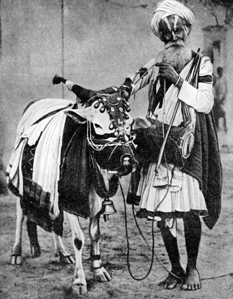 Detail of Hindu cow with sacred cow, India by Anonymous