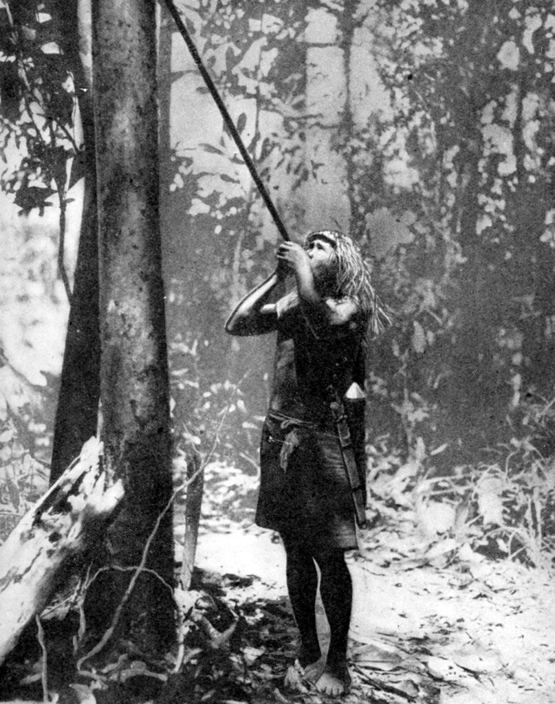 Detail of Pygmy tree dweller using a blow-gun, Malaya by Malayan Malayan Information Agency
