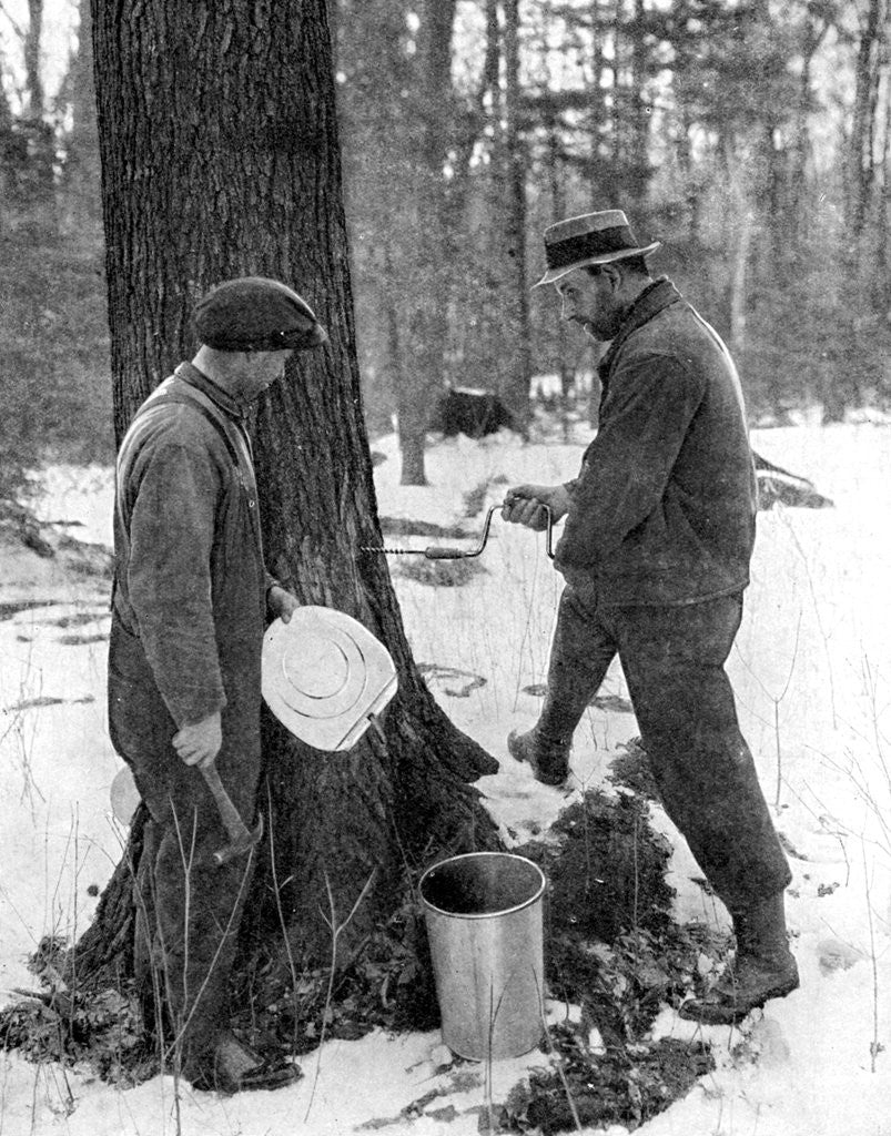 Detail of Tapping for maple syrup, Canada by Canadian Government