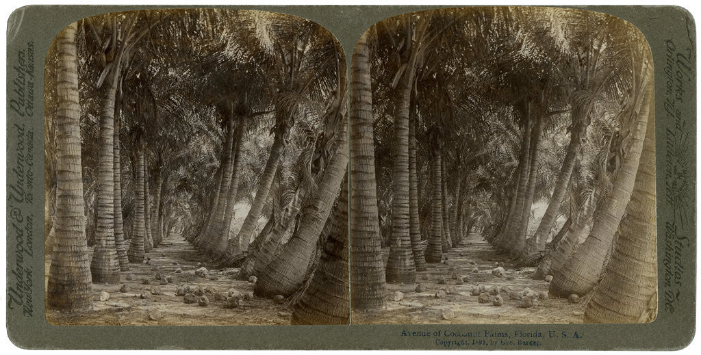 Detail of Avenue of coconut palms, Florida, USA by George Barker