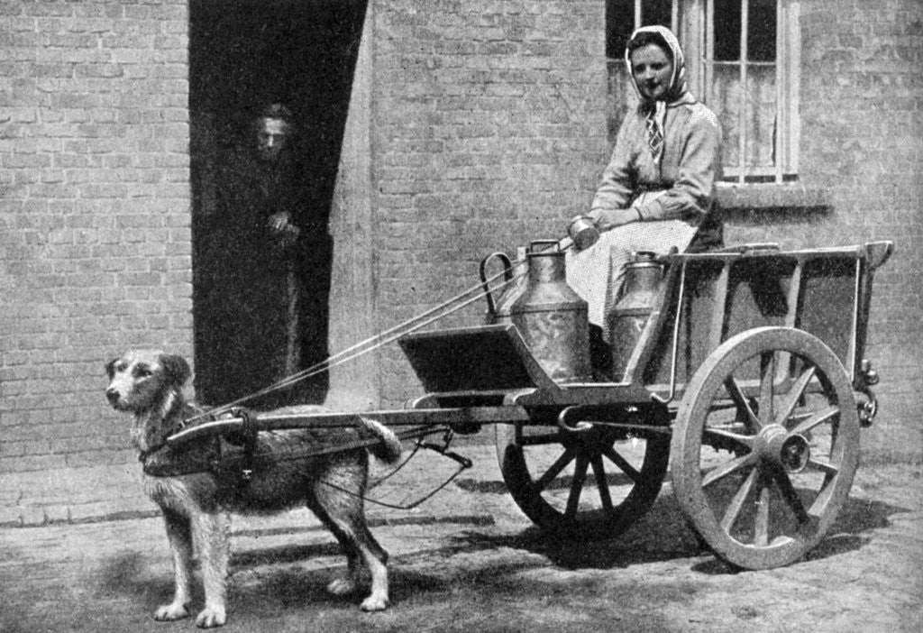 Detail of A Belgian milkwoman on her morning round, Belgium by Donald McLeish