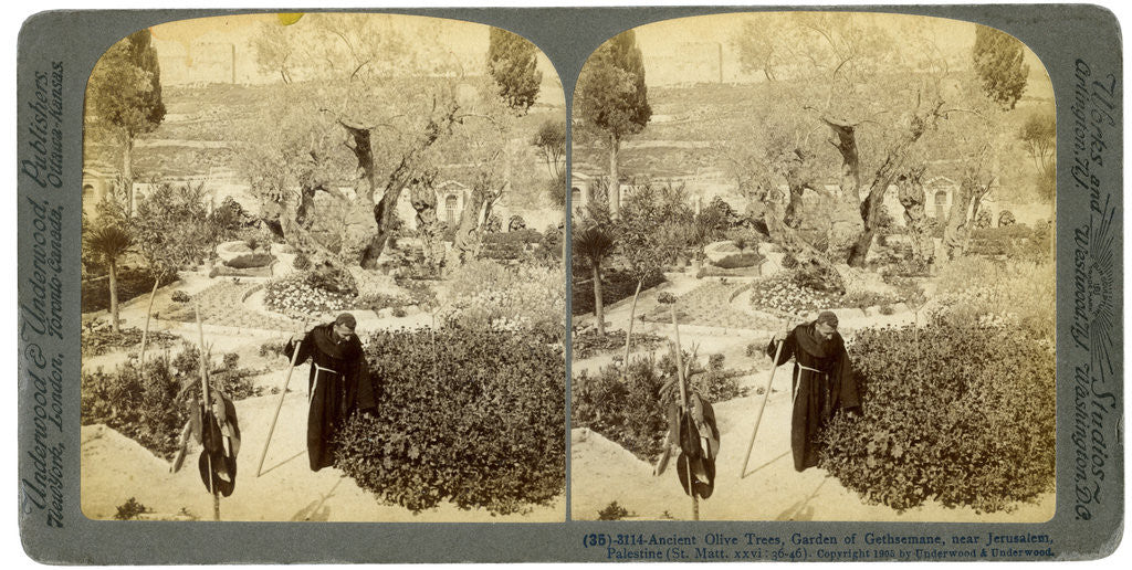 Detail of Ancient olive trees in the Garden of Gethsemane, near Jerusalem, Palestine by Underwood & Underwood