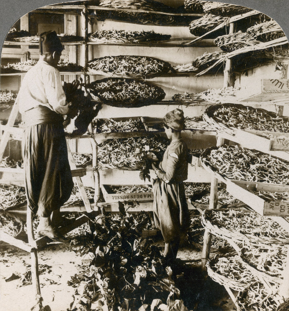 Detail of Feeding silk worms their breakfast of mulberry leaves, Lebanon mountains, Syria by Underwood & Underwood