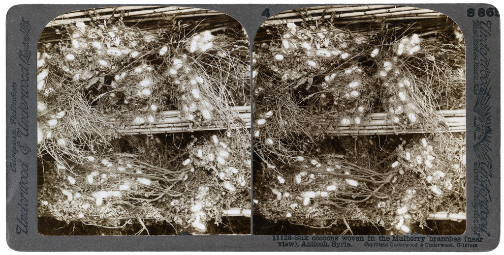 Detail of Silk cocoons woven into mulberry branches, Antioch, Syria by Underwood & Underwood