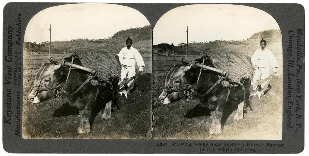 Detail of Farming near Seoul, South Korea by Keystone View Company