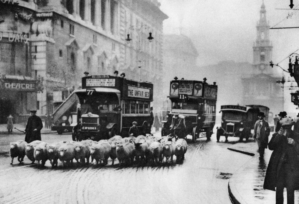 Detail of A flock of sheep on the Strand, London by Anonymous