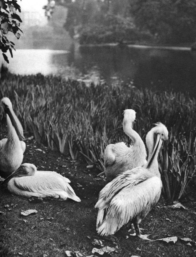 Detail of The pelicans of St James's Park, London by McLeish