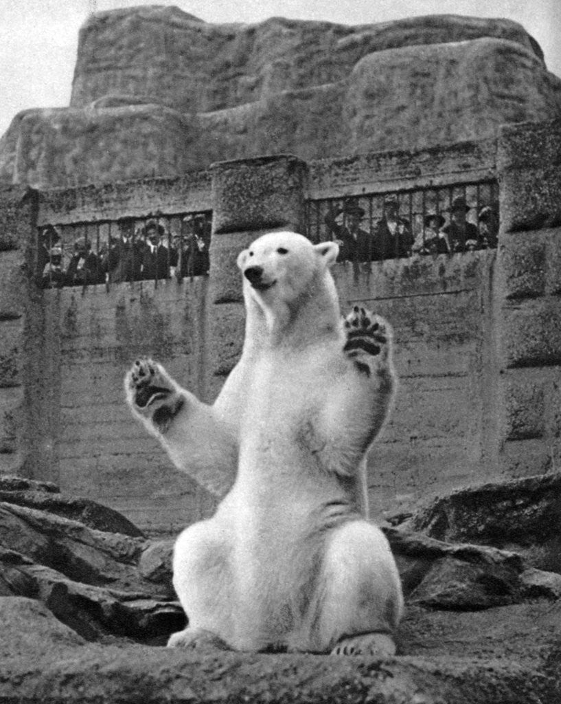 Detail of Polar bear on the Mappin Terrace at London Zoo by McLeish