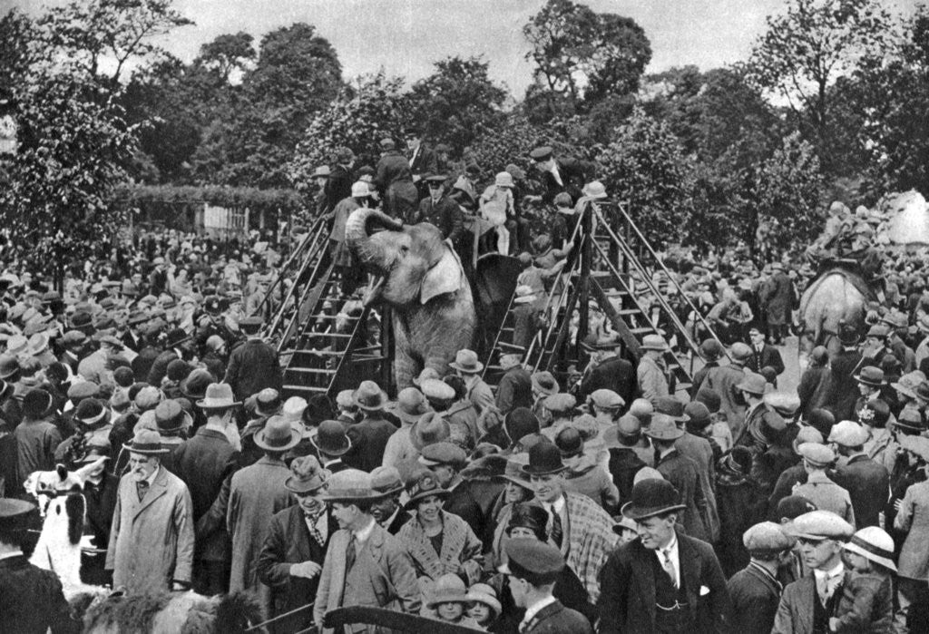 Detail of Elephant rides at London Zoo by McLeish