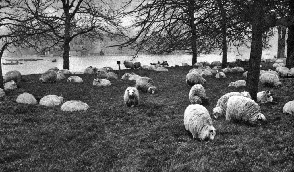 Detail of Scottish sheep by the Serpentine, Hyde Park, London by Anonymous