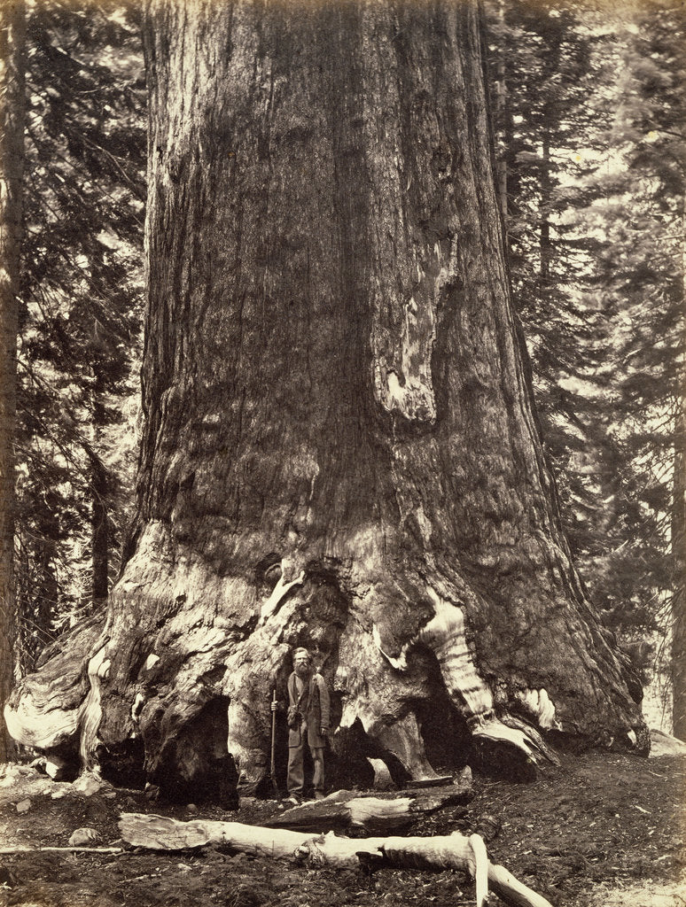 Detail of Base of the Grizzly Giant, Giant Sequoia tree, Yosemite, California, 1868 by Carleton Emmons Watkins