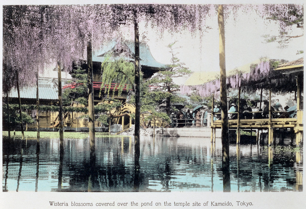 Detail of Wisteria blossom over the pond in the Kameido Temple Gardens by Anonymous