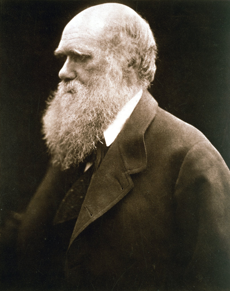 Detail of Charles Darwin, British naturalist, c1870s by Julia Margaret Cameron