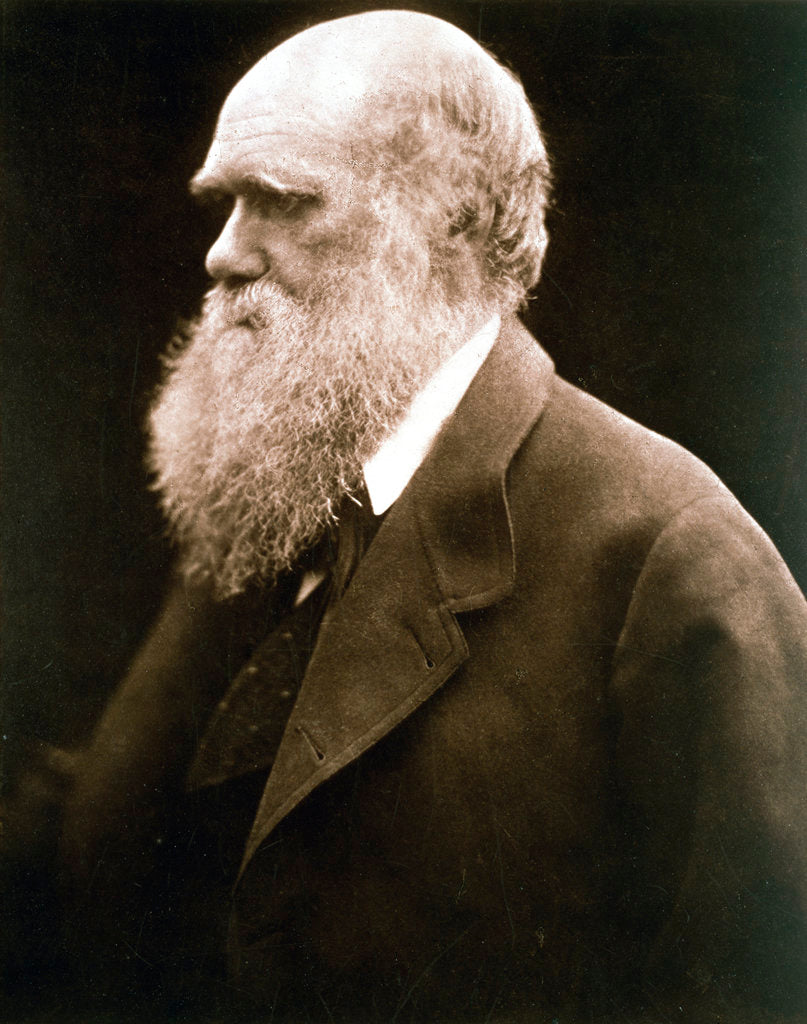 Detail of Charles Darwin, British naturalist by Julia Margaret Cameron